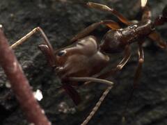 Odontomachus ruginodis