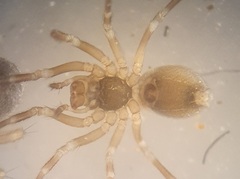 Panamomops sulcifrons