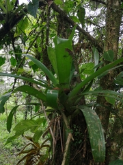 Bromeliaceae