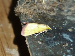 Xanthostege roseiterminalis