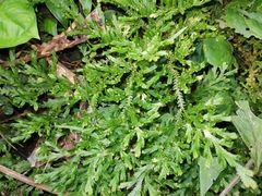Selaginella
