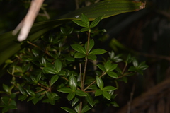 Alyxia ruscifolia