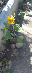 Helianthus annuus