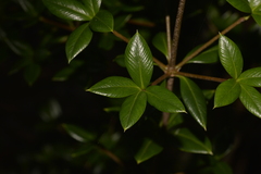 Alyxia ruscifolia
