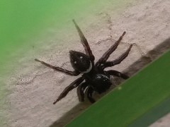 Hasarius adansoni