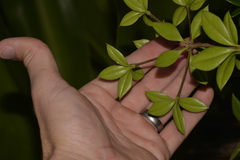 Alyxia ruscifolia