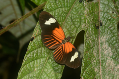Heliconius melpomene