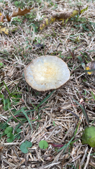 Leratiomyces percevalii