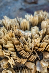 Volegalea cochlidium