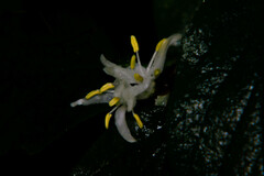 Lonicera