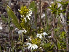 Scaevola crassifolia