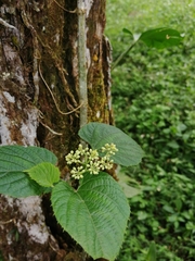 Cissus verticillata