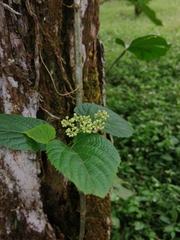 Cissus verticillata