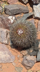 Parodia stuemeri