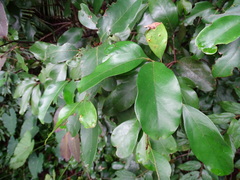 Cryptocarya concinna