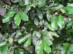 Cryptocarya concinna