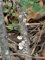 Trametes conchifer