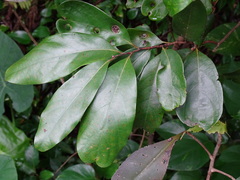 Cryptocarya concinna