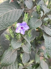 Eranthemum