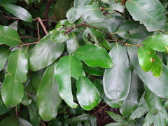 Cryptocarya concinna