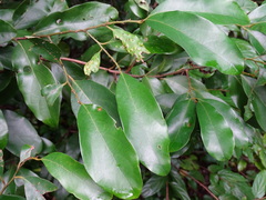 Cryptocarya concinna