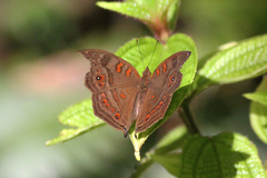 Junonia goudotii