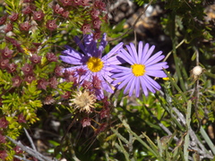 Olearia ciliata