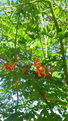 Caesalpinia pulcherrima image