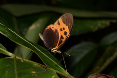 Heliconius numata bicoloratus