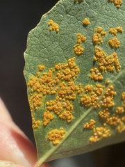 Melampsoridium betulinum