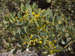 Acacia anceps