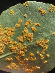 Melampsoridium betulinum