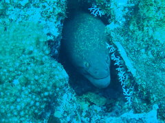 Gymnothorax flavimarginatus