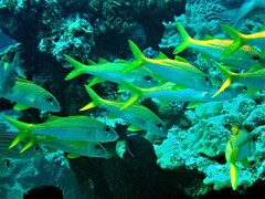 Mulloidichthys vanicolensis