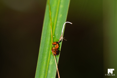 Ophiocordyceps camponoti-floridani