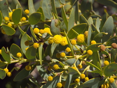Acacia anceps