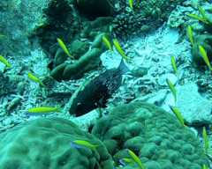 Scarus rubroviolaceus