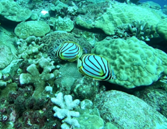 Chaetodon meyeri