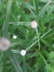 Cyperus mindorensis