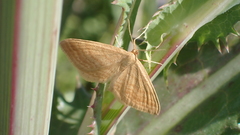Idaea ochrata