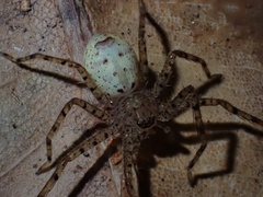 Sparassidae