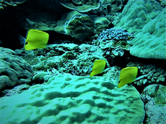 Forcipiger longirostris