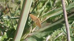 Idaea ochrata