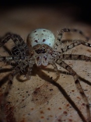 Sparassidae