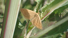 Idaea ochrata