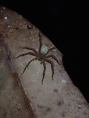 Sparassidae