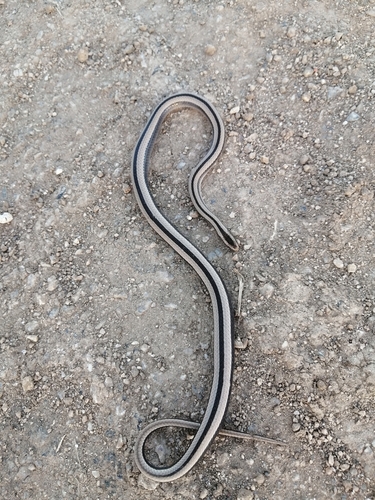 Photo of a Wide Ground Snake (Psomophis obtusus)