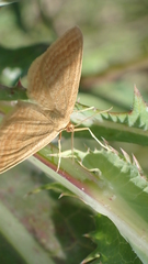 Idaea ochrata