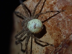 Sparassidae