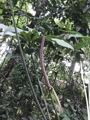 Anthurium pentaphyllum